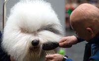 HBO Max Orders Dog-Grooming Competition' Hot Dog'